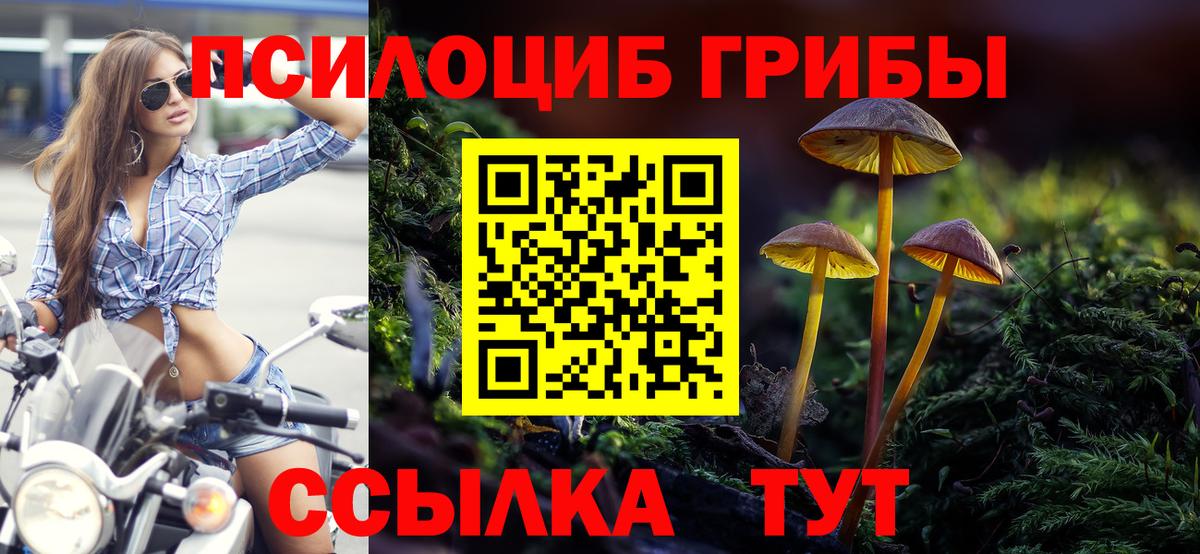 Галлюциногенные грибы Cubensis  Псилоцибиновые грибы мицелий  Осинники  Вход с VPN 